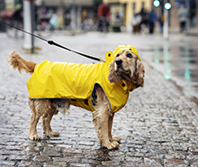 Hund i regnkläder på en regnig gata